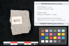 Foto (Objekt + Etikett) von Cystoseira communis Unger (NHMW-GEO-2024-0188-6635)